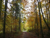 foret